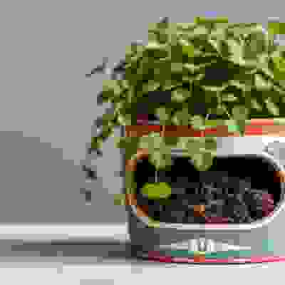 planter form household items