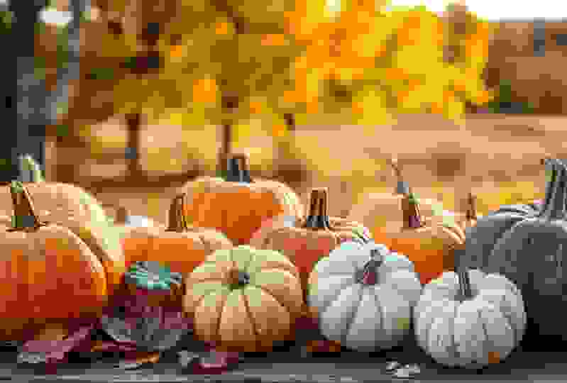 pumpkins pumpkins